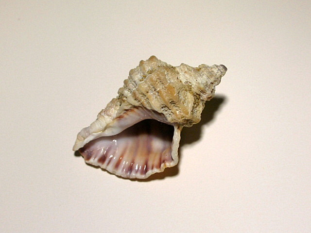 Ocenebra erinaceus